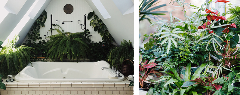 Planten in je badkame