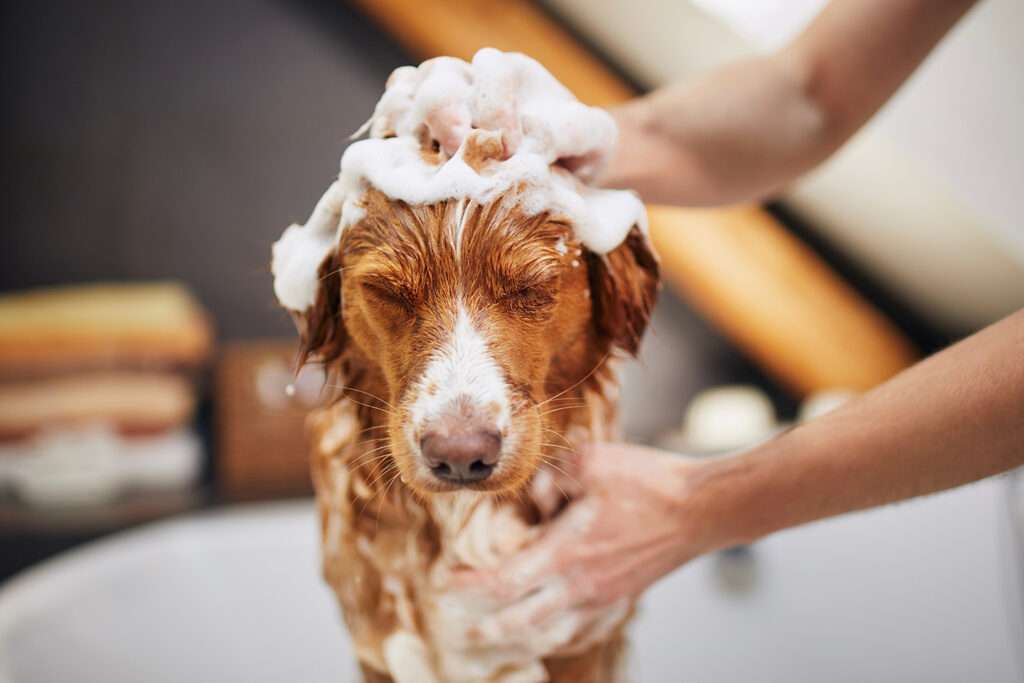 Tips om je hond te wassen2