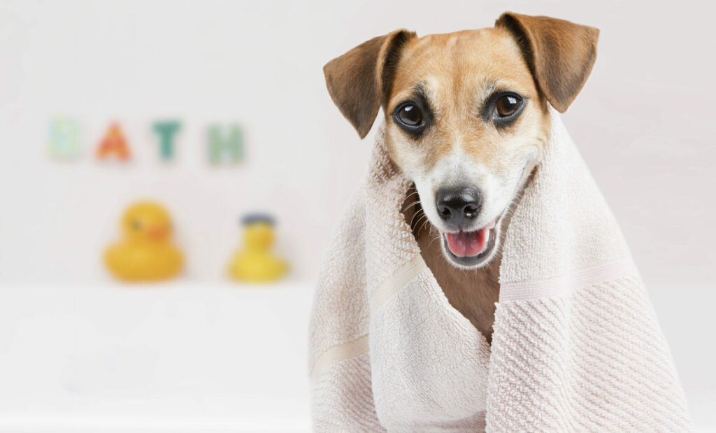 Tips om je hond te wassen8